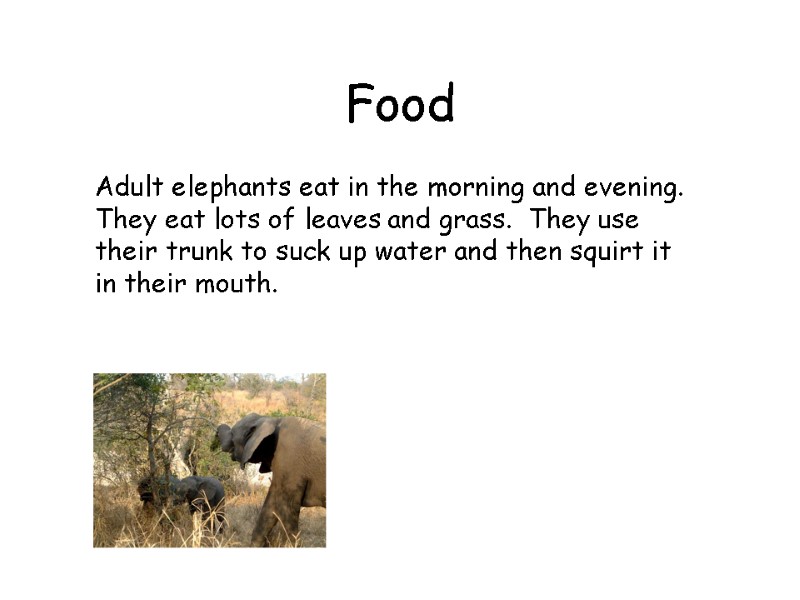 Food  Adult elephants eat in the morning and evening.  They eat lots
